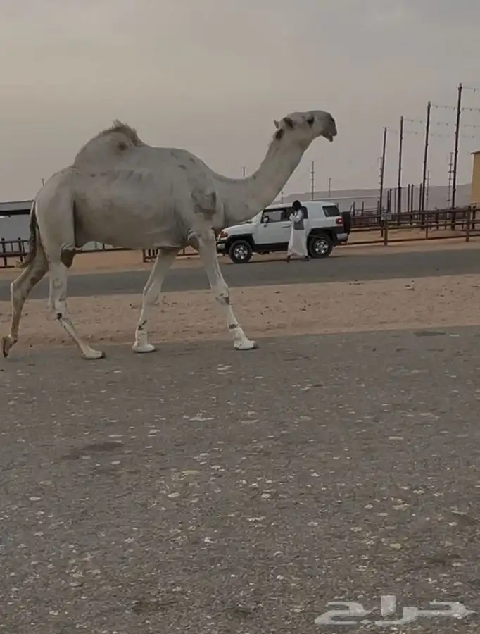 فحل رباع منوة القناي 3