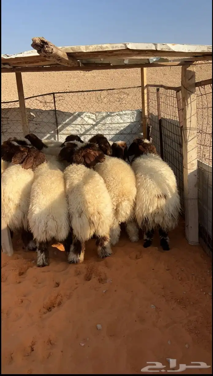 ذبايح ذبيحه نعيم هرفي جبر نعيمي وسط حري هرافي حريات لباني 3
