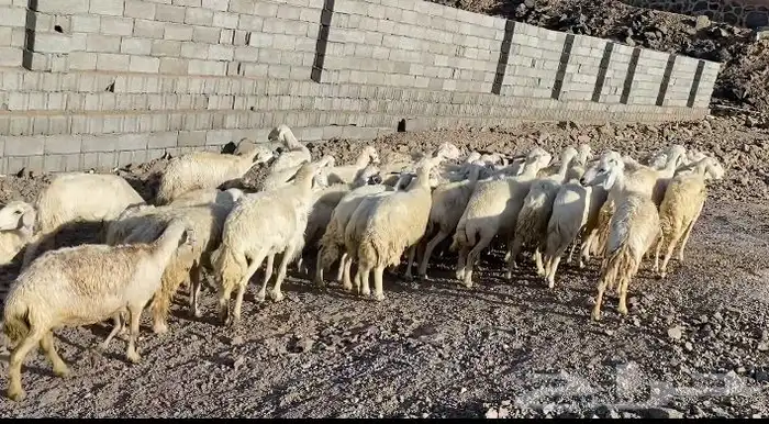 ضان حريات مراح واحد مقاني طيبات 14