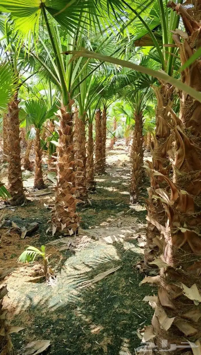 نخل واشنطونيا 5