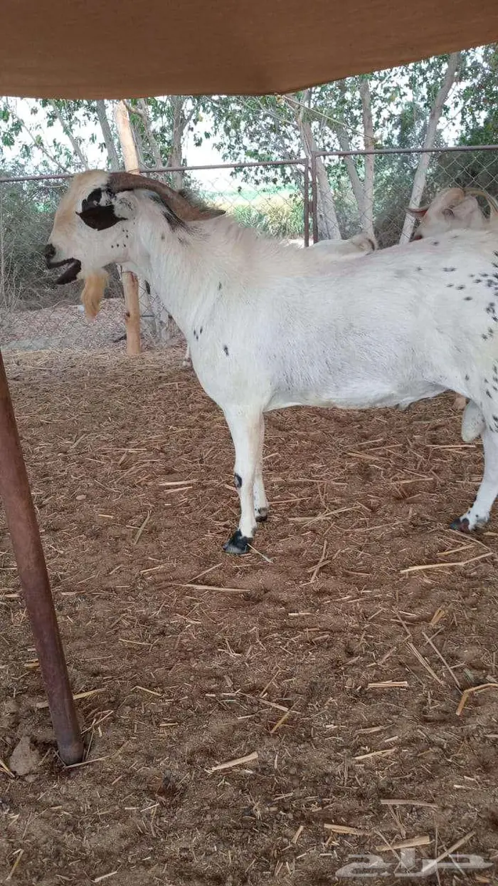 تيس بيشي للبيع 0