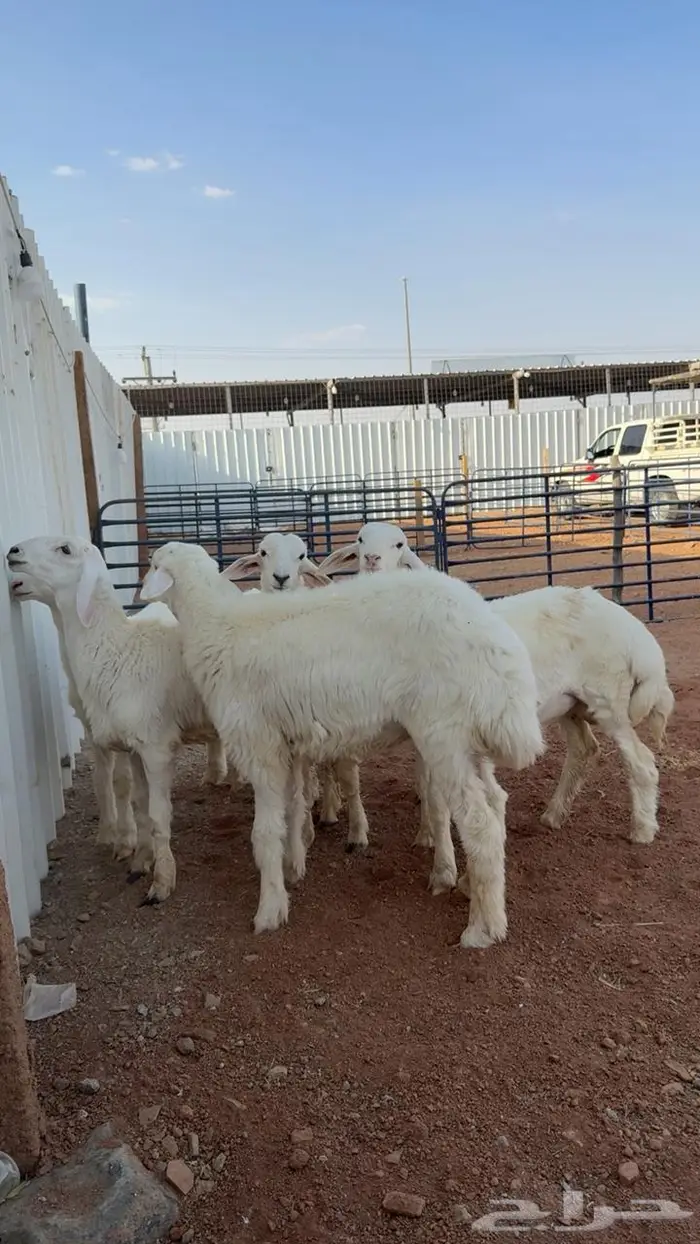 خرفان طليان حريات ذبايح 0