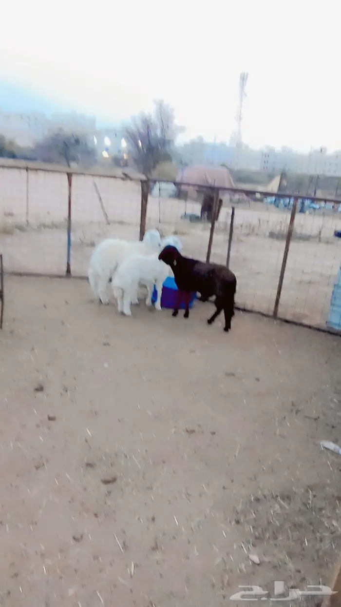 ذبايح طيبه للبيع حري وسواكني 1
