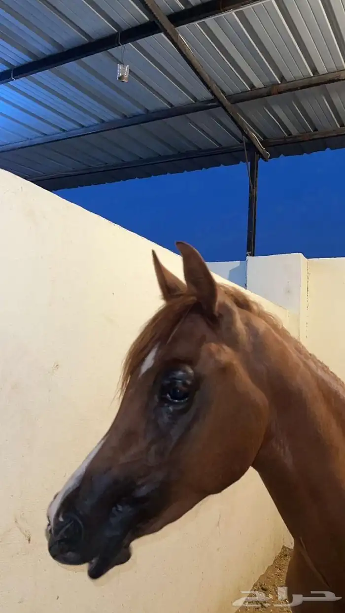 مهر للبيع 2