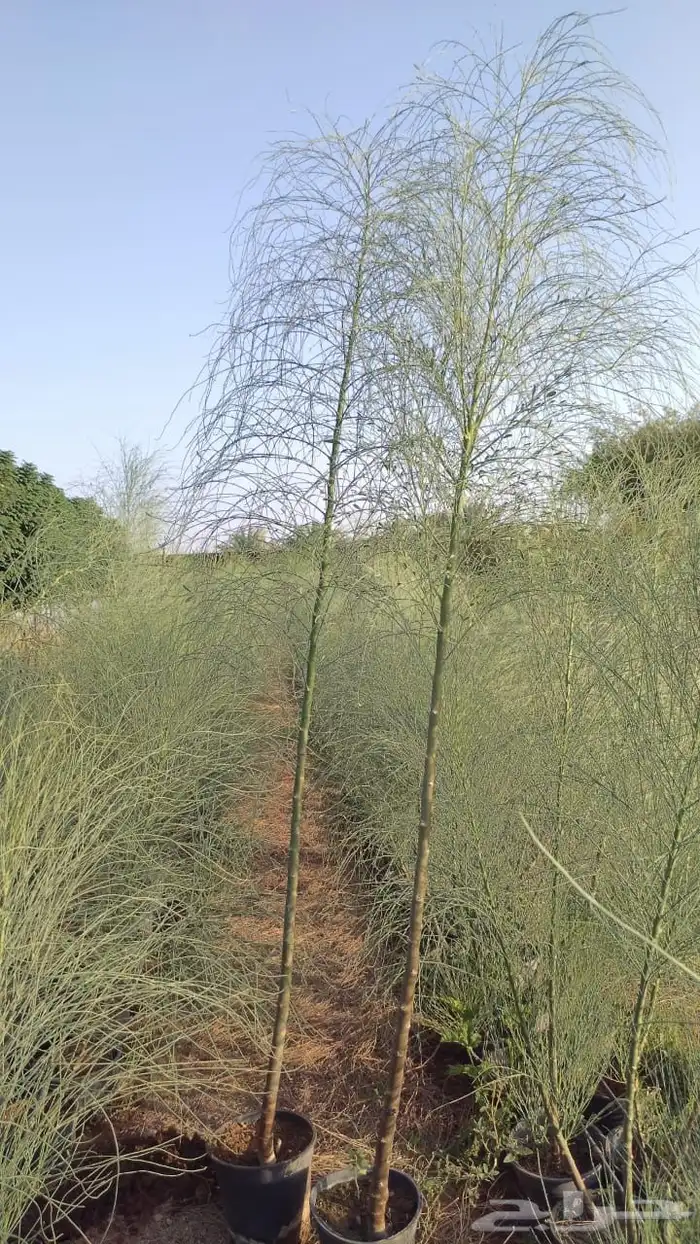 الباب العربي اليسر 4