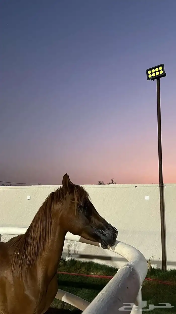 مهر للبيع 1