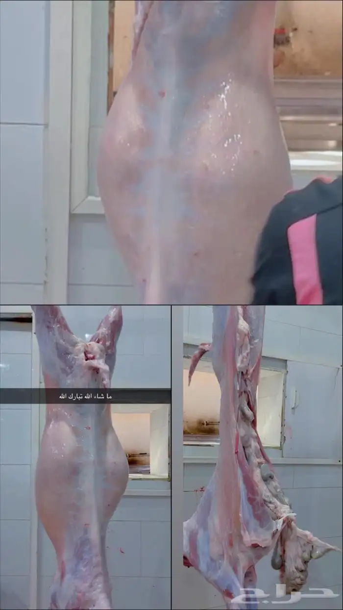 جفار وتيوس مخاصي على الشرط 0