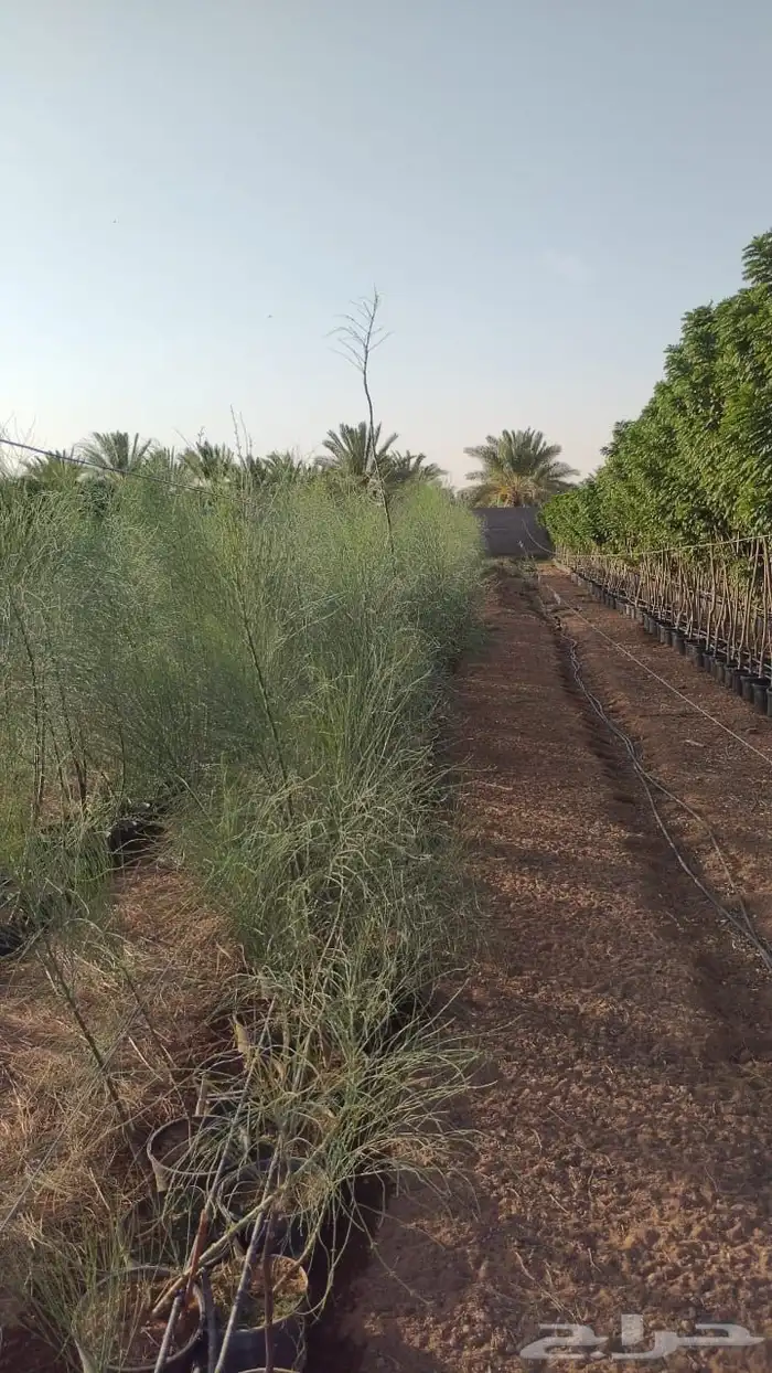 الباب العربي اليسر 7