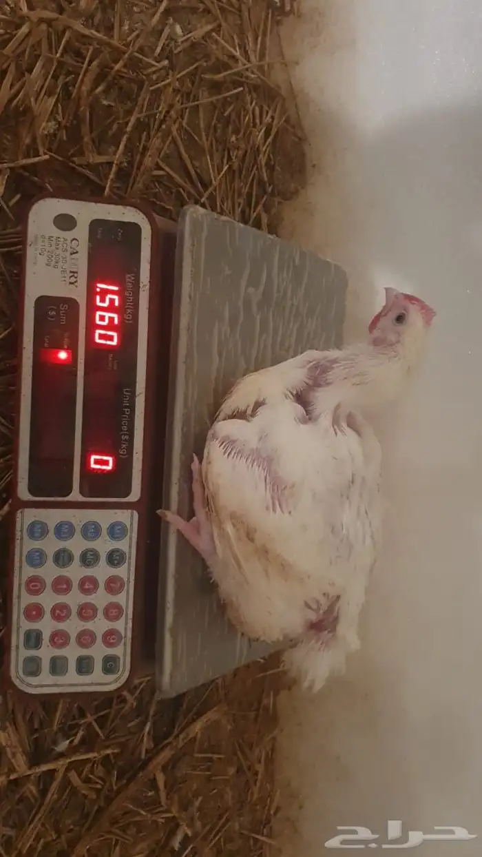 دجاج لاحم فاخر 4