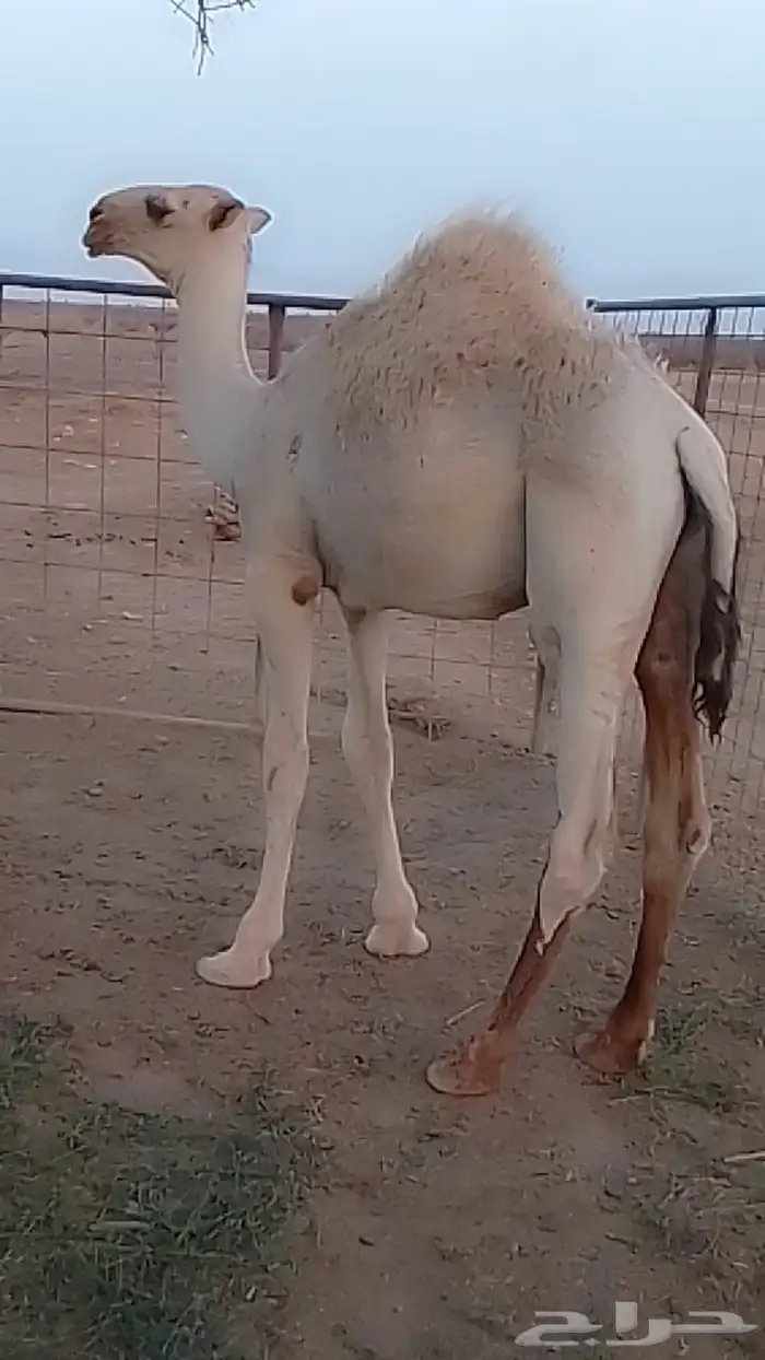 قعود 4