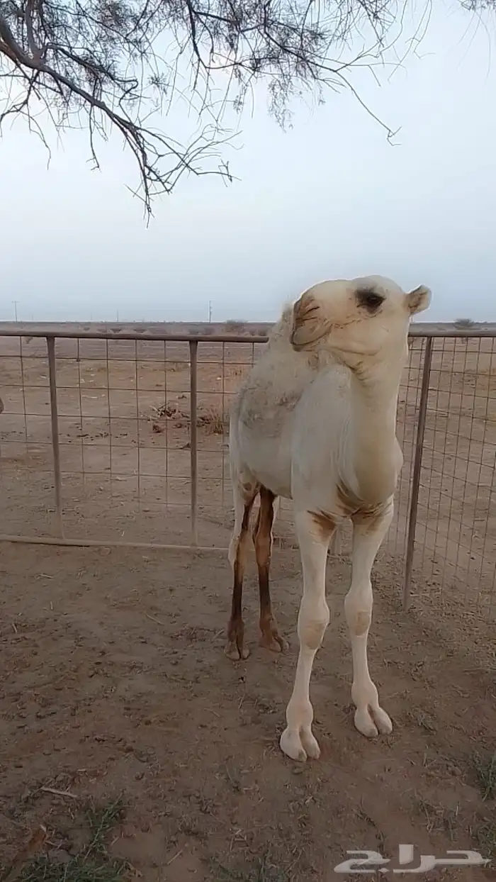 قعود 3