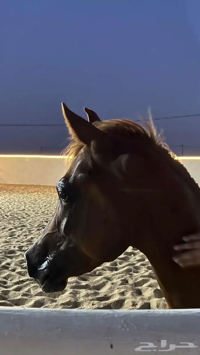 مهر للبيع 3
