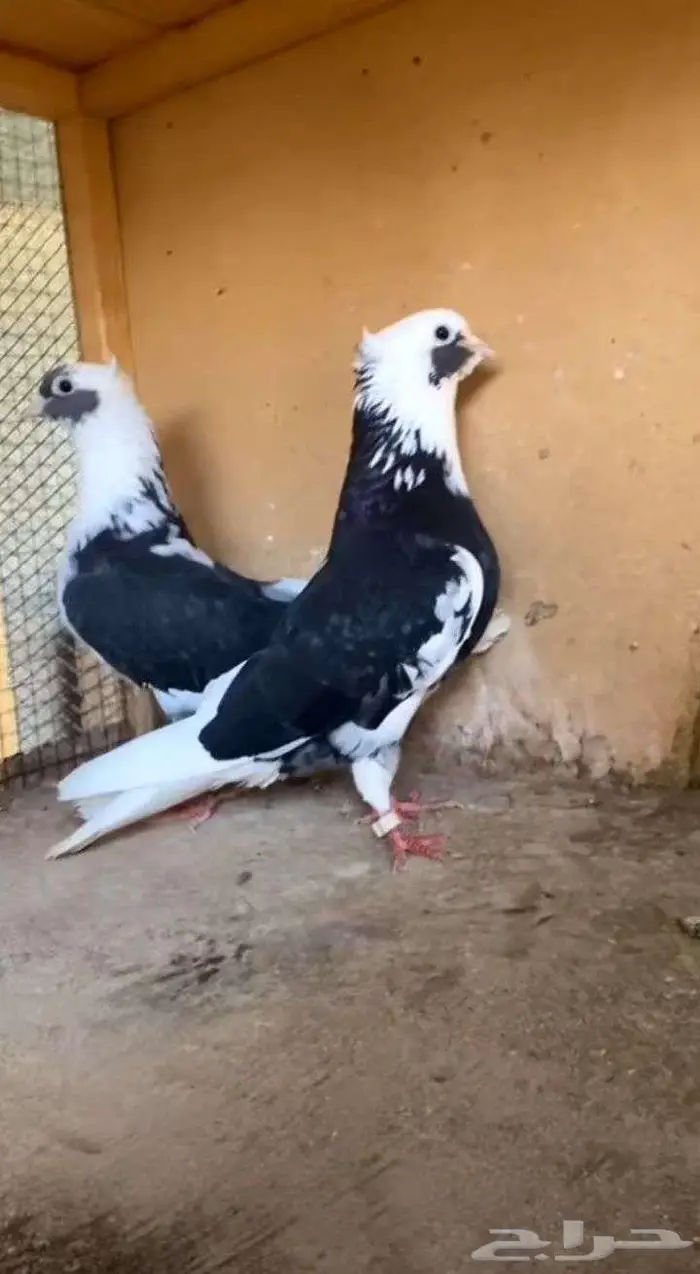 جوز درع مقنبرات معاريف اللببع 0