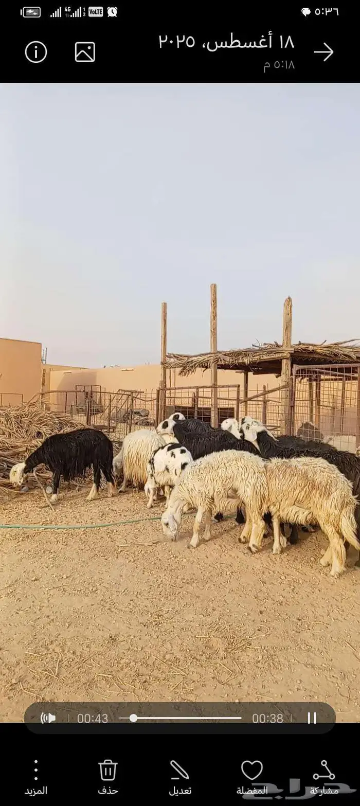 للبيع نجد وحجريات طيبه بلحيل دفيع ومتابيع 6