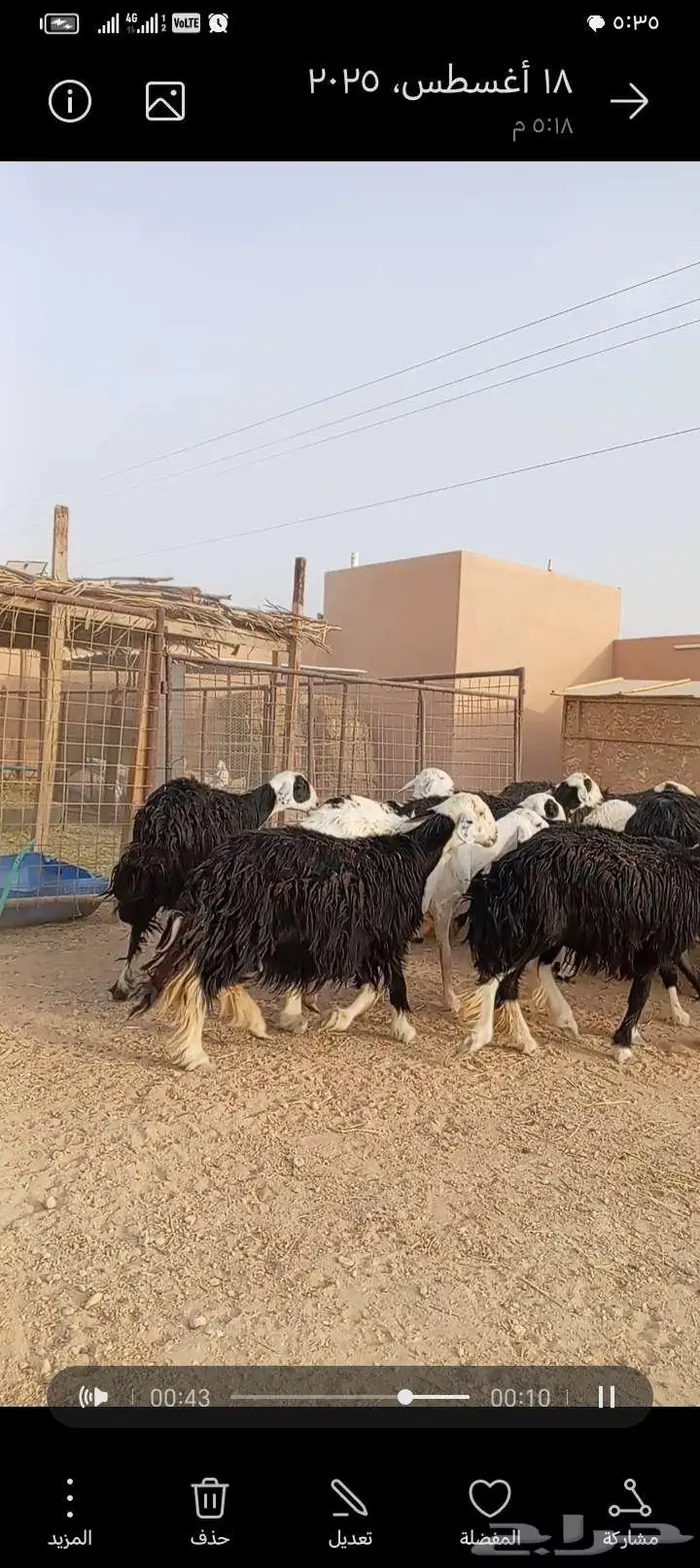 للبيع نجد وحجريات طيبه بلحيل دفيع ومتابيع 2