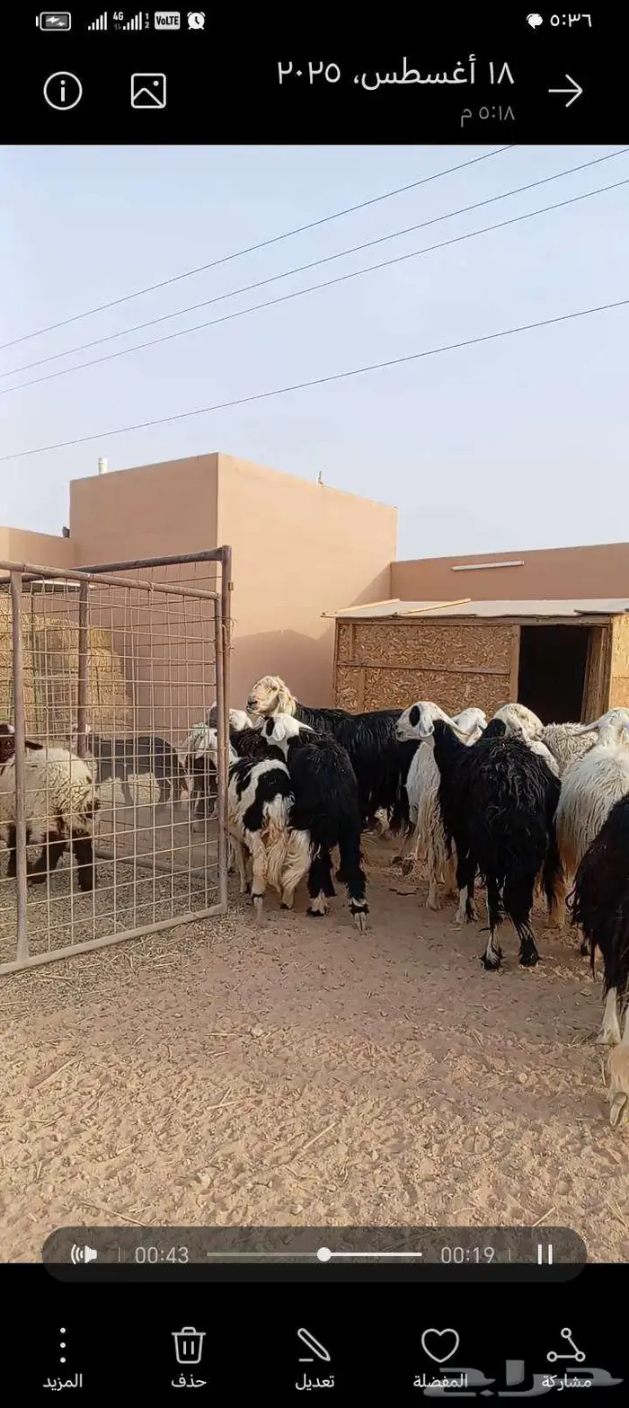 للبيع نجد وحجريات طيبه بلحيل دفيع ومتابيع 1