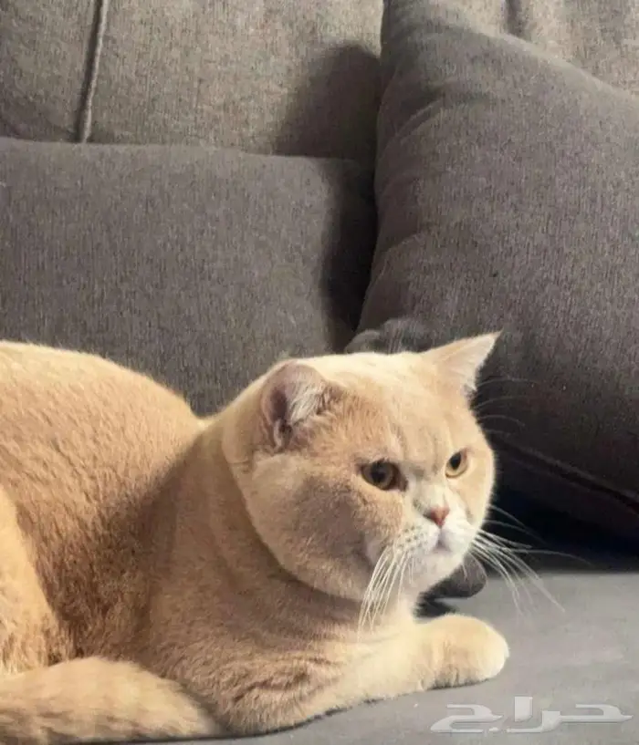 تبني مستعجل النعيريه 0