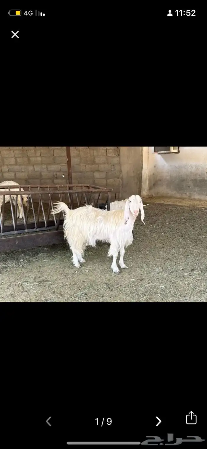 عنز طيبة بيضا مسميها زعفرانه حلوةللبيع في الخرج تبيها حياك 0