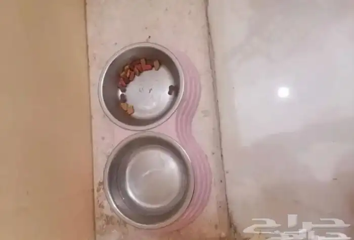 مسلتزمات قطط 1
