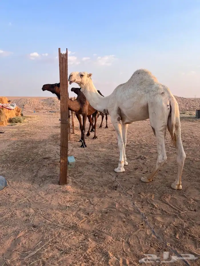 بعير اوضح برده على ساس طيب وموثق سنه ثني 5