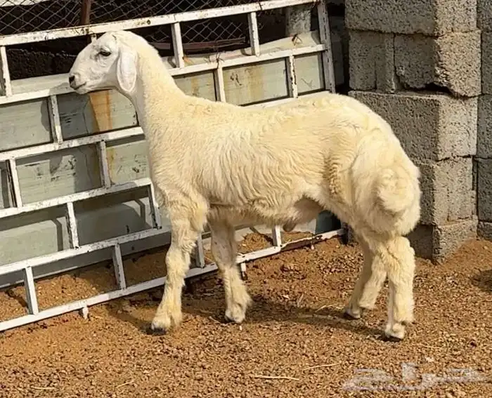 طلي حري مقفل شحم ولحم ماشاء الله 0