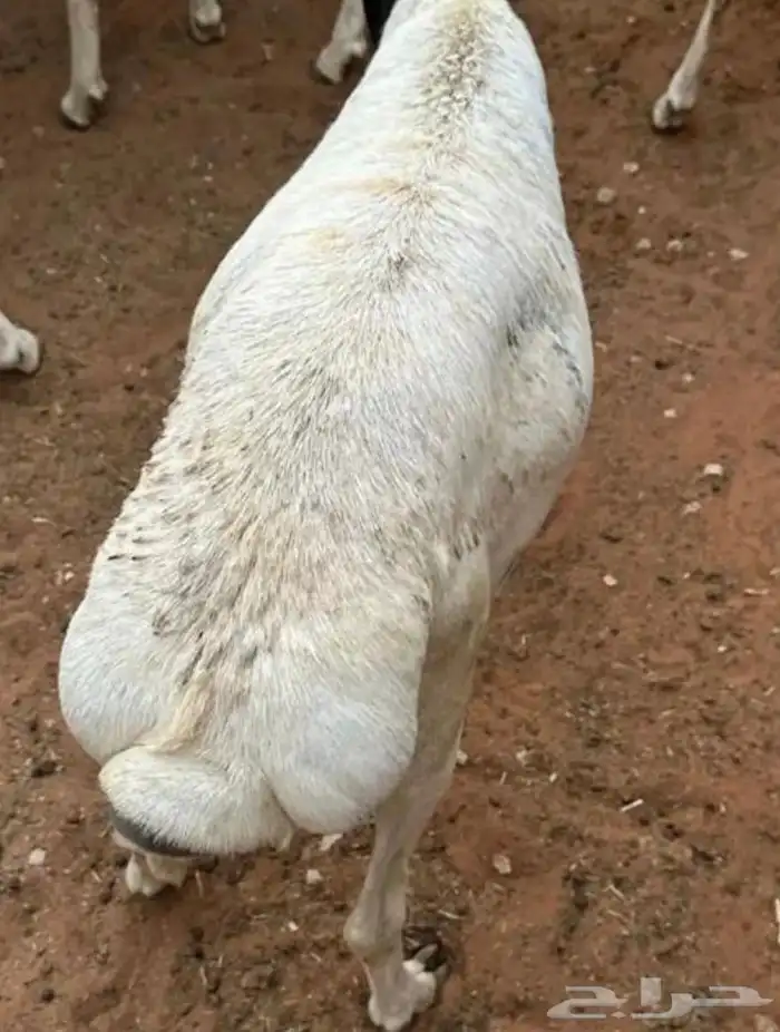 برابر جذعان مرابي 3 شهور وزود 5