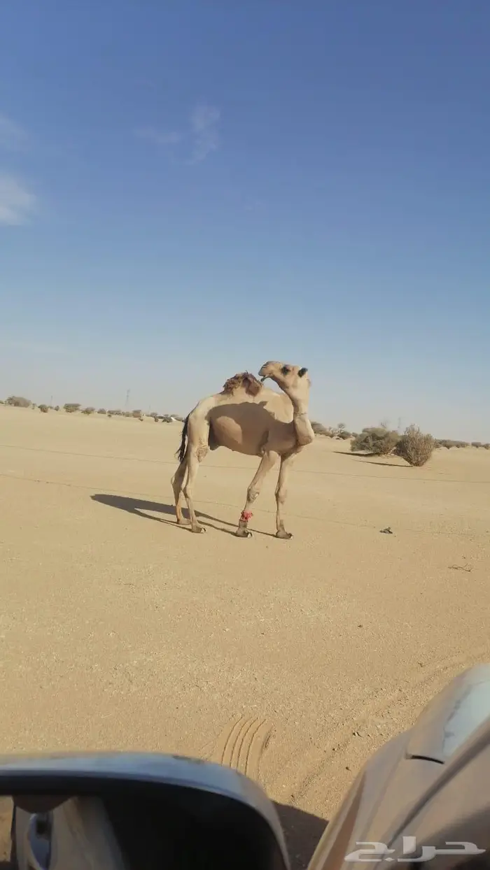 بعير للبيع وصل 4600 1