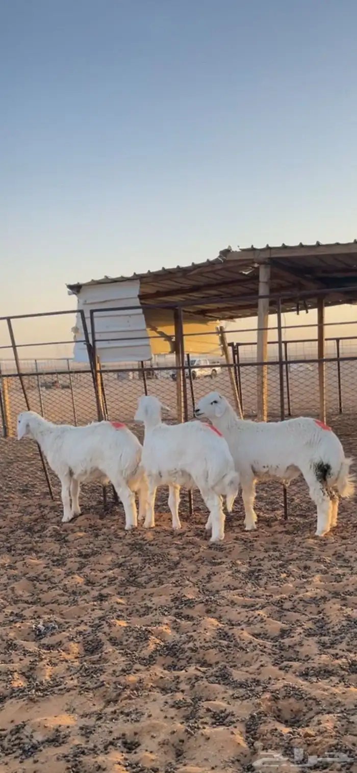 بهم تربية للبيع 0