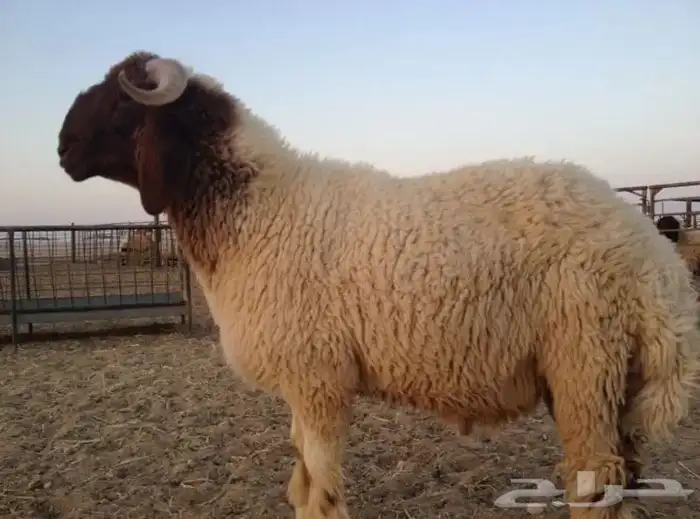 خرفان و رخال نعيمي بلدي شرط فاخر للبيع علف نظيف لحم شرط 2