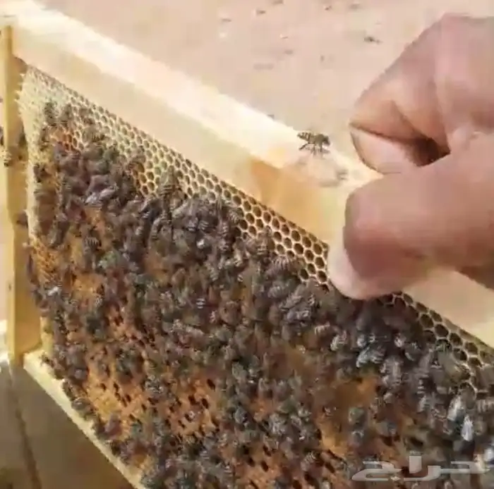 البيع نحل بلدي و فرنجي وسلالة انحل عسله طيبه 10