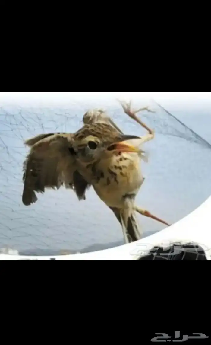 شبك دخل عصافير 0