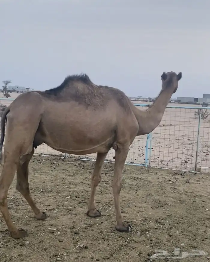 ناقه للبيع مبيوع ولدها 1