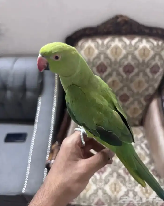 للبيع دره 1