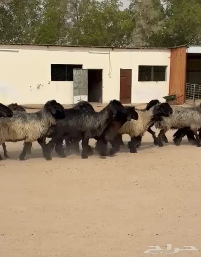 غنم عرب طيبه واشباب للبيع 19