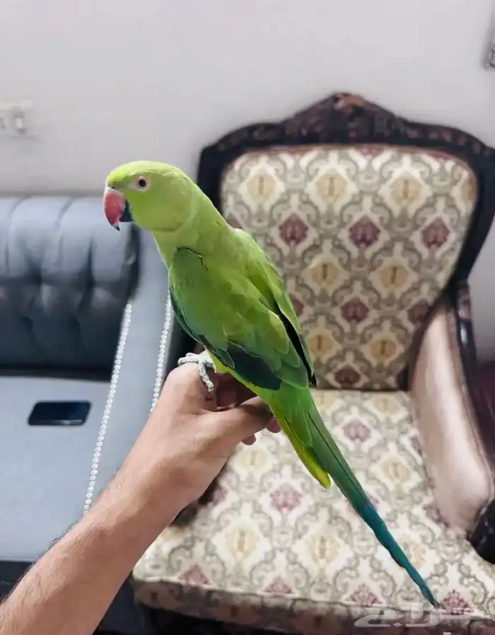 للبيع دره 0