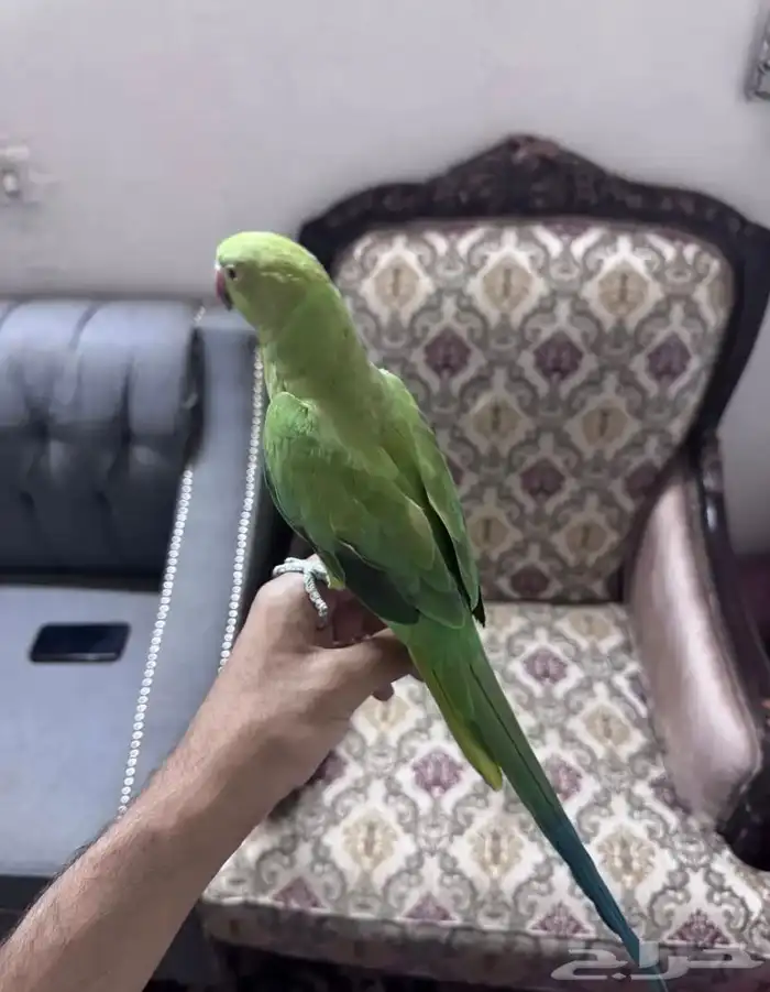 للبيع دره 3