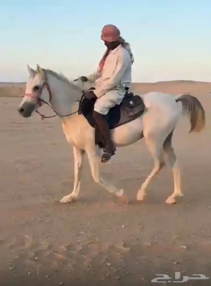 حصان شعبي للبيع 0