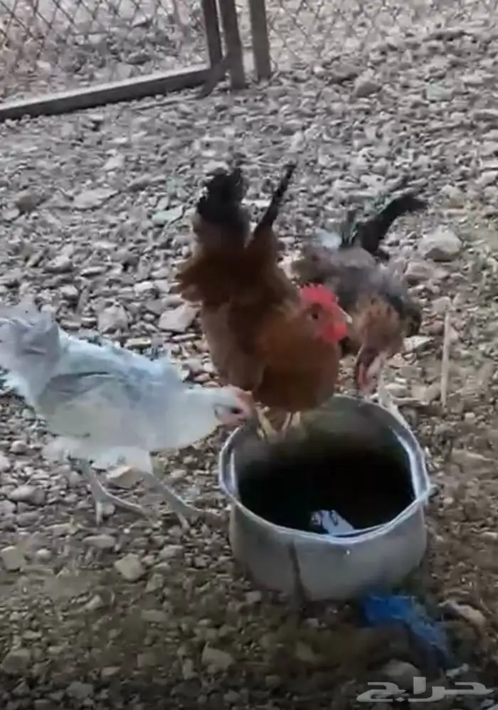 ديكه للبيع 2