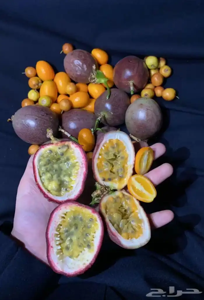 باشن فروت البنفسجي 3