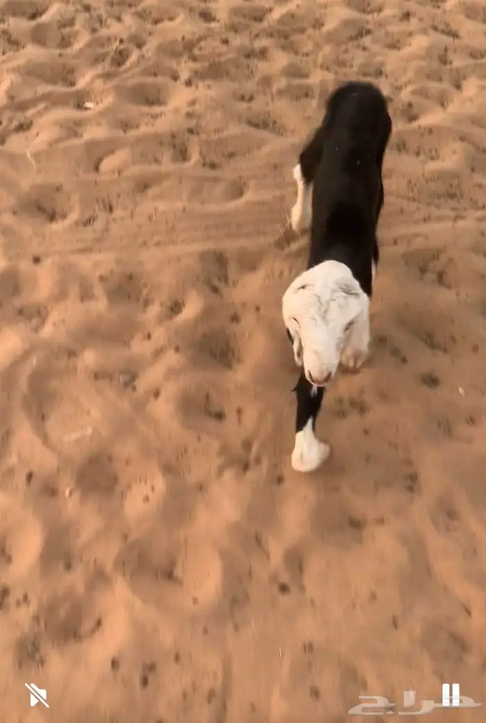 رخل داغور 1