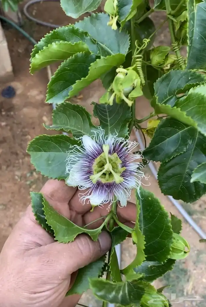 باشن فروت البنفسجي 4