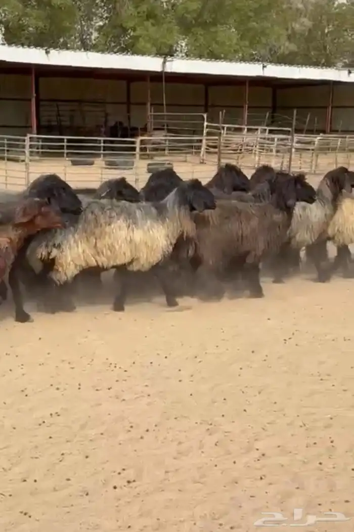 غنم عرب طيبه واشباب للبيع 4