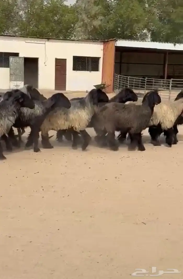 غنم عرب طيبه واشباب للبيع 0