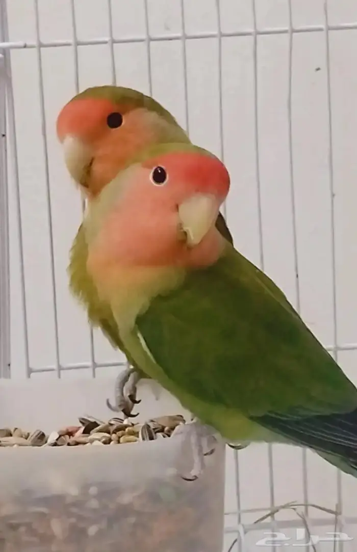 روز منتج للبيع 0