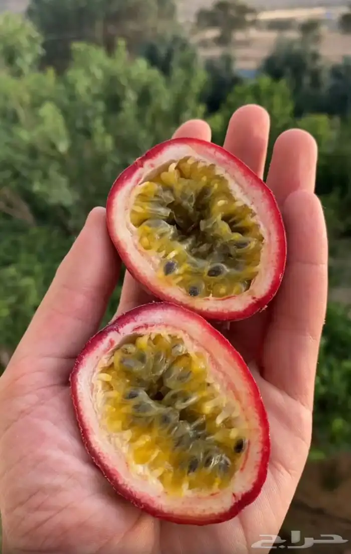 باشن فروت البنفسجي 0