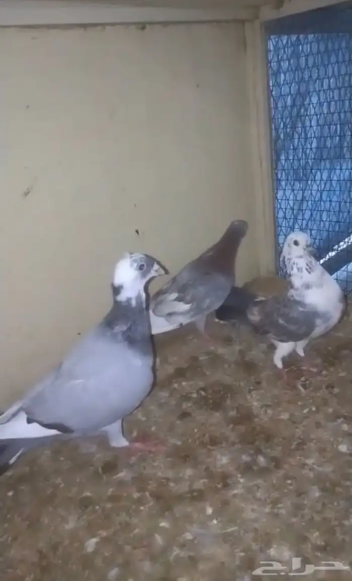 للبيع 4 حبات حمام 2