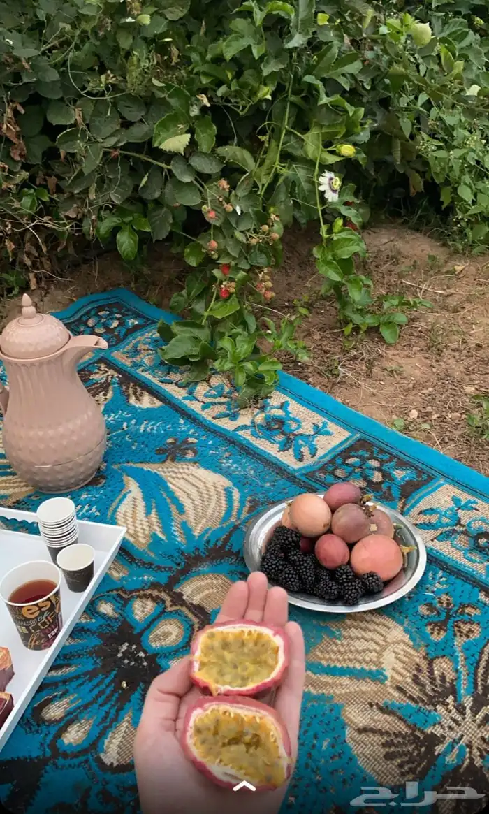 باشن فروت البنفسجي 1