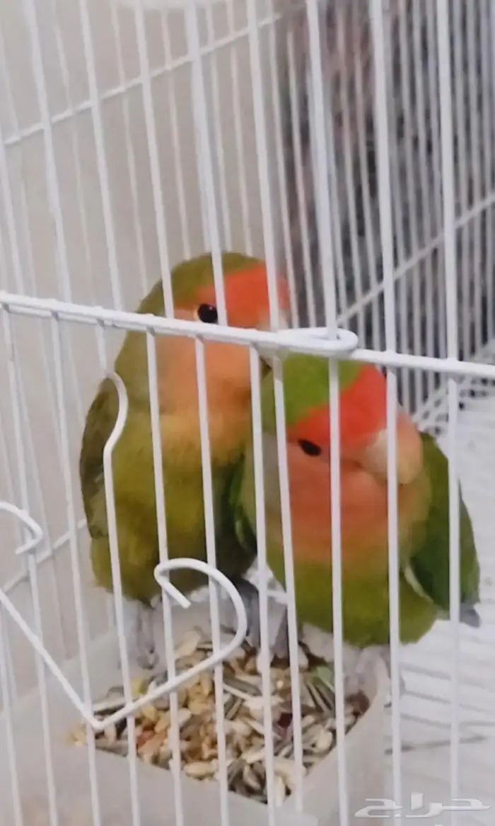 روز منتج للبيع 1