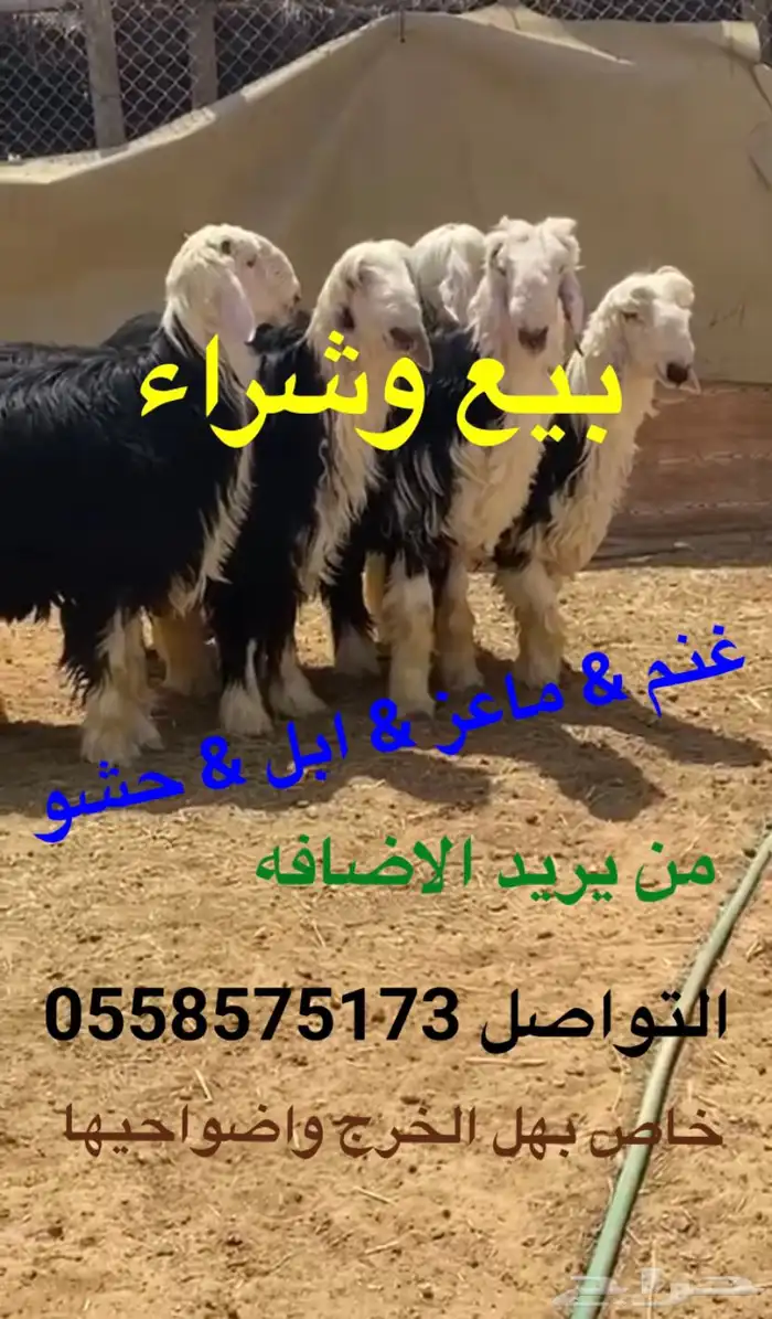 الخرج وضواحيها بيع غنم معزا ابل حشو 5
