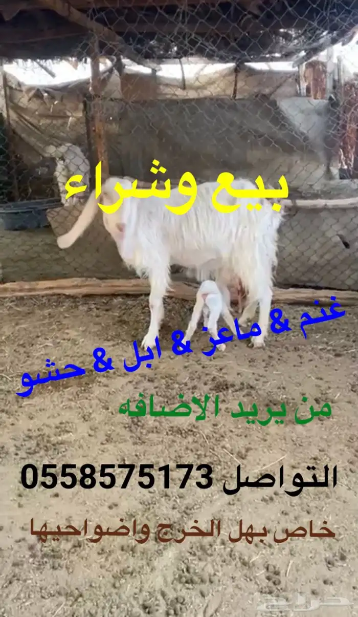 الخرج وضواحيها بيع غنم معزا ابل حشو 2